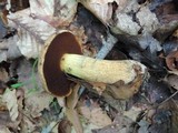 Boletus vermiculosoides image