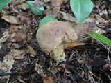 Boletus vermiculosoides image
