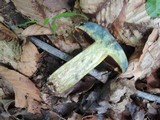 Boletus vermiculosoides image