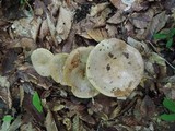 Lactarius argillaceifolius image