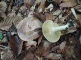 Lactarius argillaceifolius image