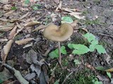 Hymenopellis furfuracea image