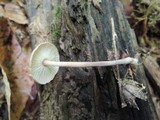Gymnopus confluens image