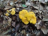 Cantharellus phasmatis image