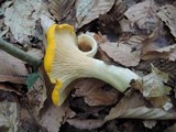 Cantharellus phasmatis image
