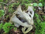 Craterellus foetidus image