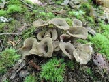 Craterellus foetidus image
