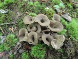 Craterellus foetidus image