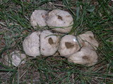 Lycoperdon pratense image