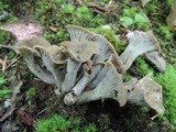 Craterellus foetidus image