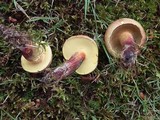 Baorangia bicolor image