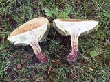 Baorangia bicolor image