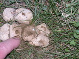 Lycoperdon pratense image