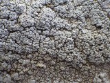 Pertusaria aspergilla image