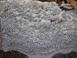 Pertusaria aspergilla image
