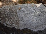 Pertusaria aspergilla image