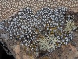 Pertusaria amara f. amara image