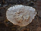 Pertusaria lactea image