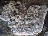 Pertusaria lactea image