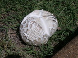 Calvatia pachyderma image