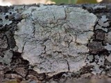 Pertusaria lactea image