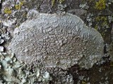 Pertusaria pertusa image
