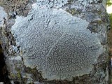 Pertusaria pertusa image