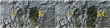 Pertusaria pertusa image