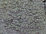 Pertusaria hymenea image