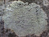 Pertusaria hymenea image