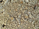 Ochrolechia tartarea image
