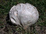 Calvatia pachyderma image