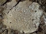 Ochrolechia tartarea image