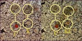 Ochrolechia tartarea image