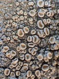 Ochrolechia tartarea image