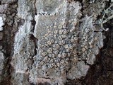 Ochrolechia tartarea image