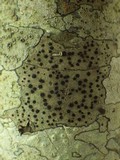 Lecidella elaeochroma f. elaeochroma image