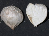 Calvatia pachyderma image