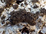 Lobaria amplissima image