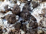 Lobaria amplissima image