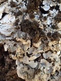 Lobaria amplissima image