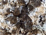 Lobaria amplissima image