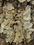 Lobaria amplissima image