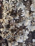 Lobaria amplissima image