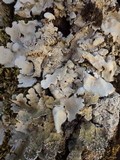 Lobaria amplissima image