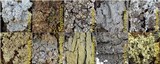 Lobaria amplissima image