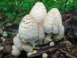 Coprinopsis variegata image