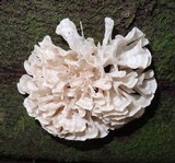 Hydnopolyporus palmatus image