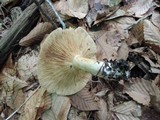 Lactarius argillaceifolius image