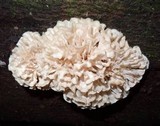 Hydnopolyporus palmatus image